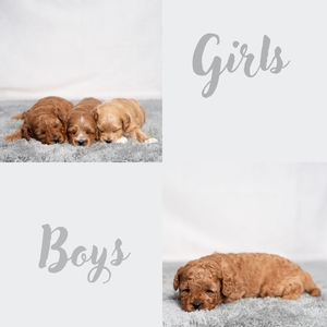 Bailey & Ryder